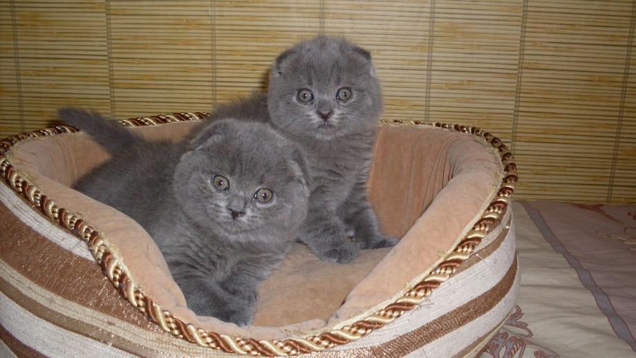 Шотландский вислоухий кот голубой