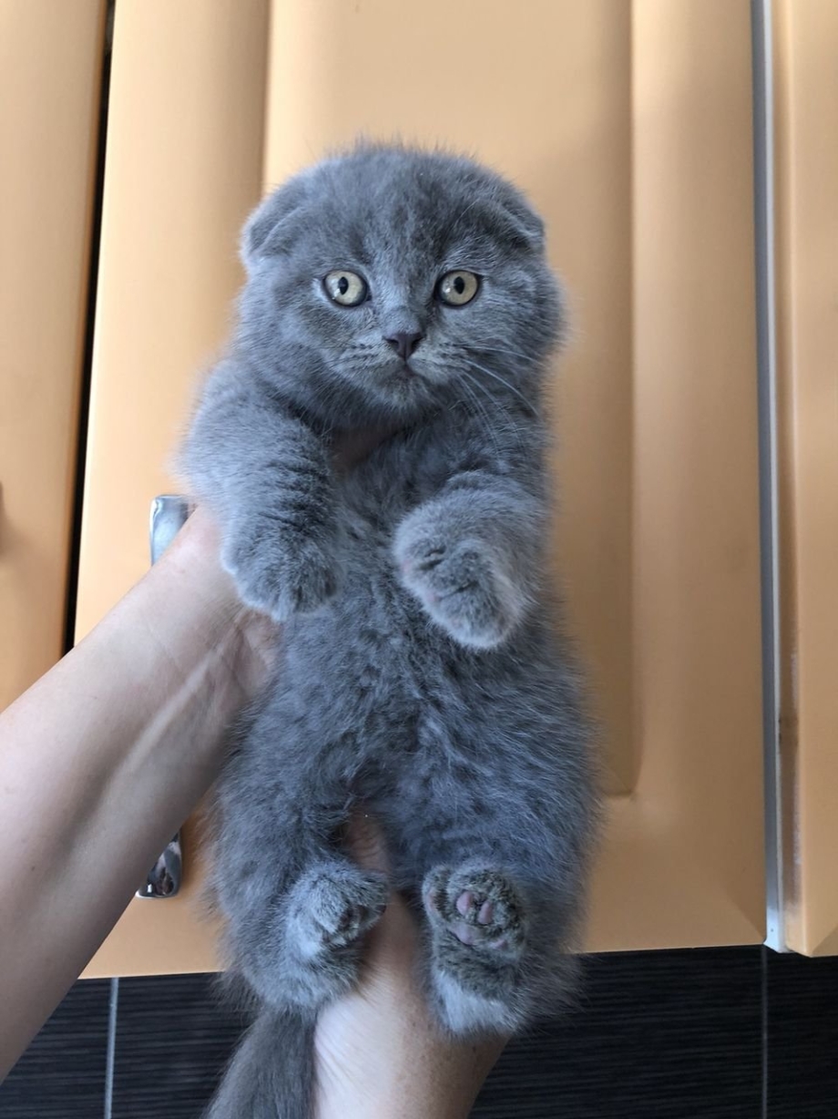 Скоттиш-фолд Шотландская вислоухая голубая