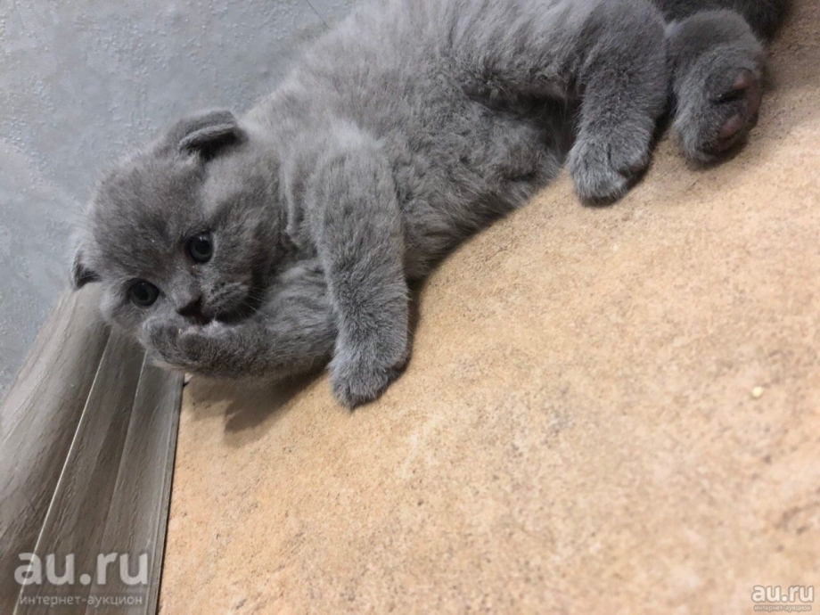 Голубые вислоухие котята