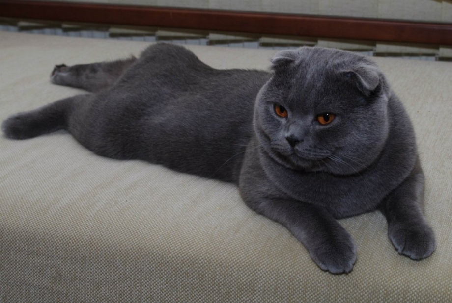 Шотландская вислоухая кошка голубая
