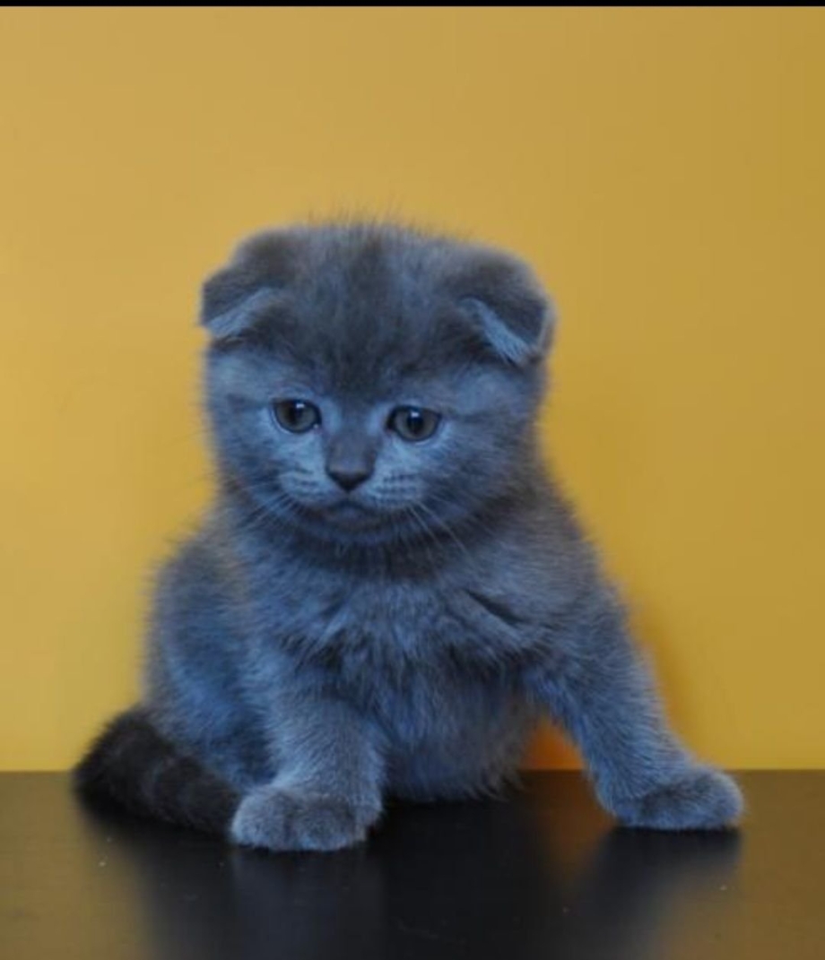 Шотландская вислоухая кошка голубая Тедди