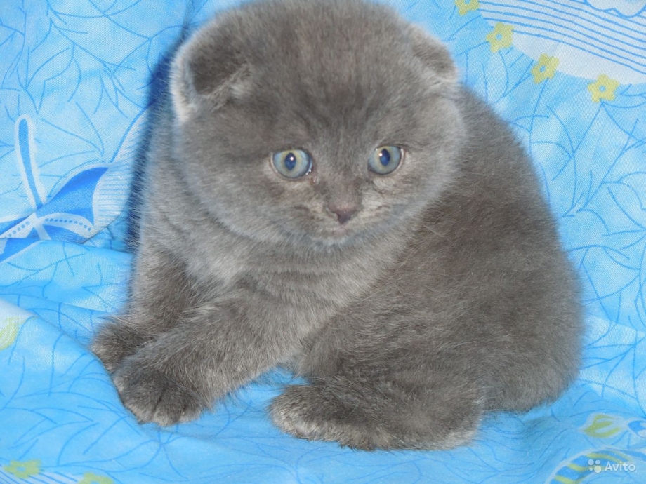 Вислоухие голубые котята 1 месяц