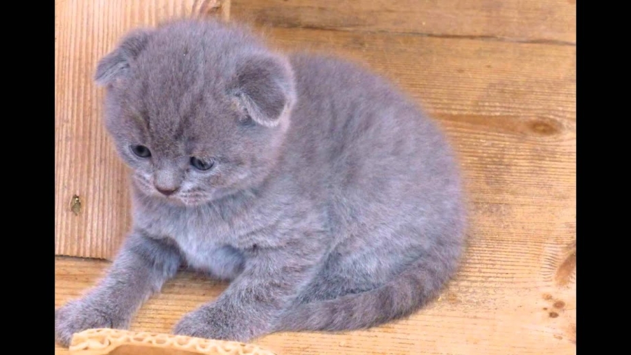 Шотландский вислоухий котенок серый