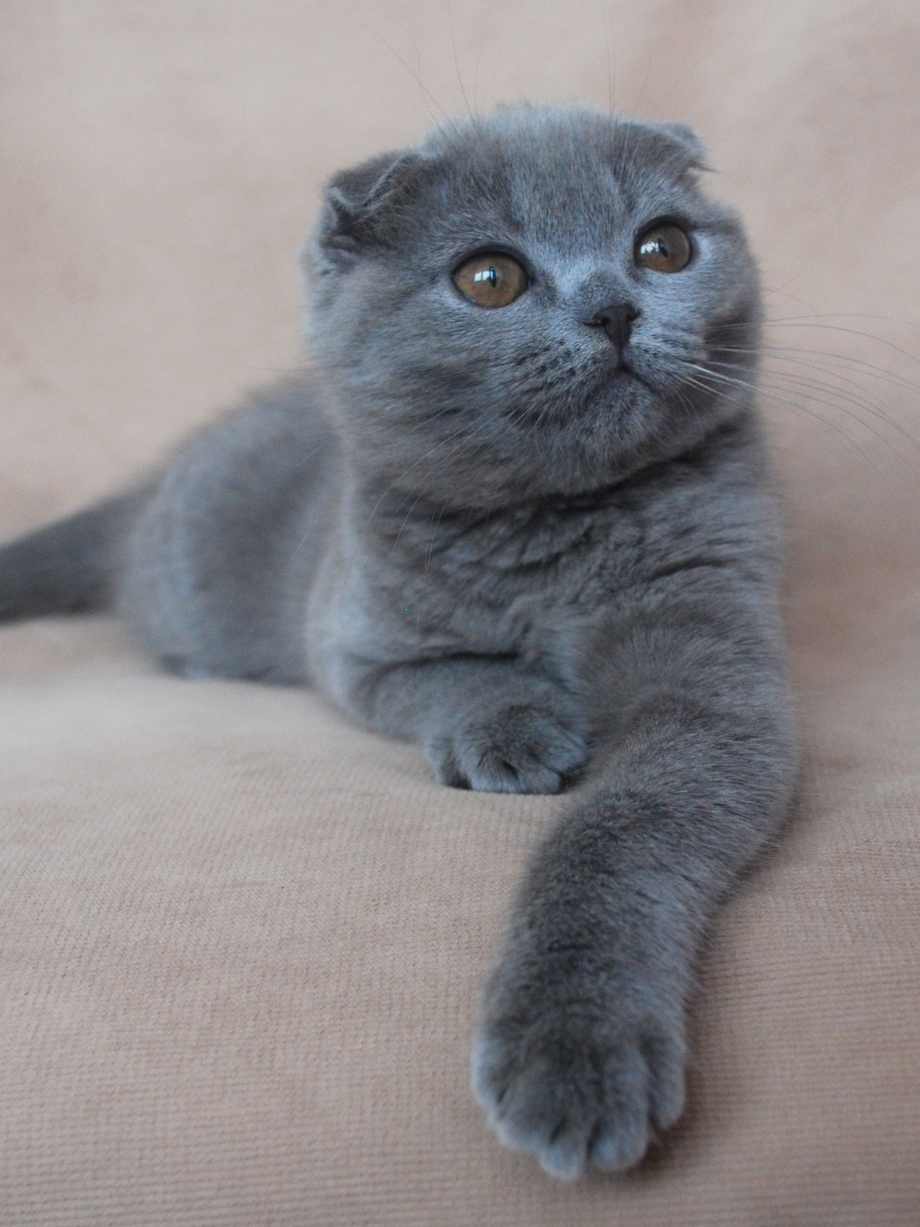 Шотландские котята скоттиш фолд