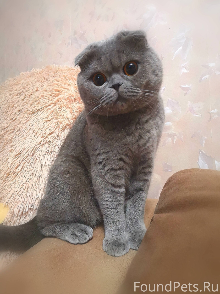 Шотландская вислоухая кошка серая