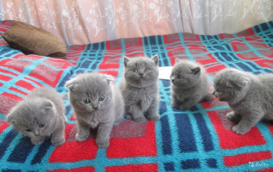 Вислоухие и прямоухие Шотландские котята