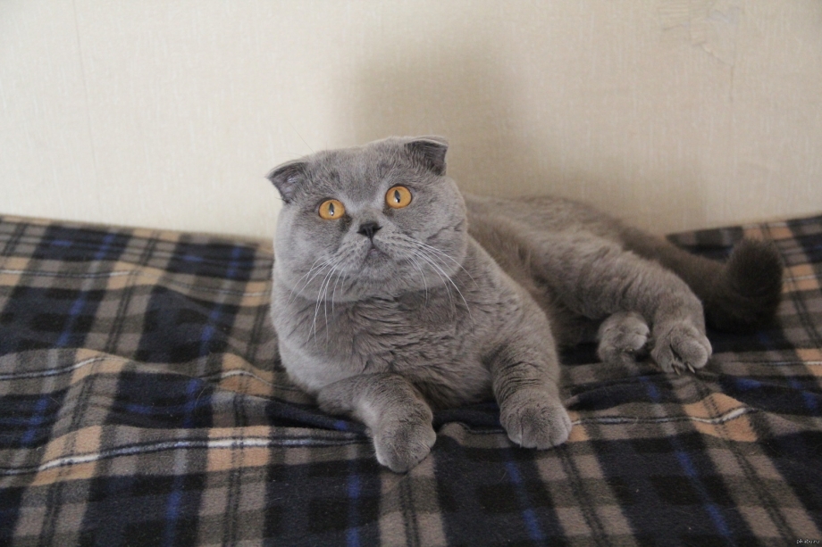 Кот шотландец вислоухий серый
