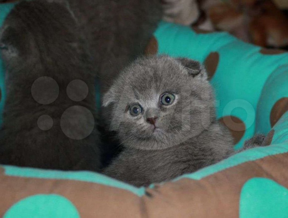 Шотландский вислоухий котенок голубой