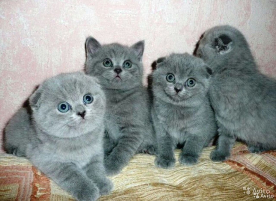 Чистокровные британские котята вислоухие
