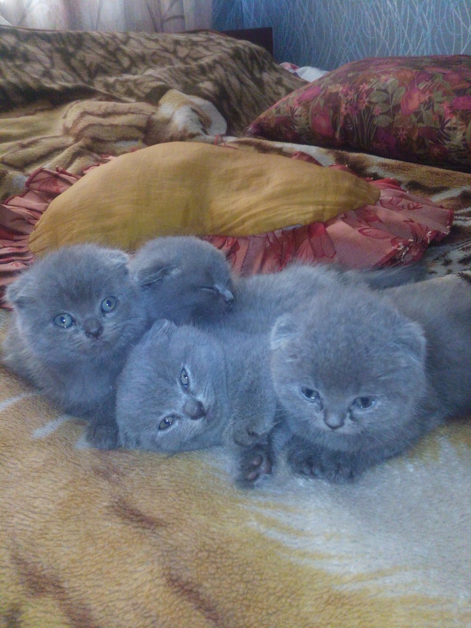 Скоттиш фолд котята