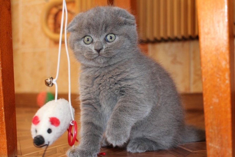 Британский вислоухий котенок серый
