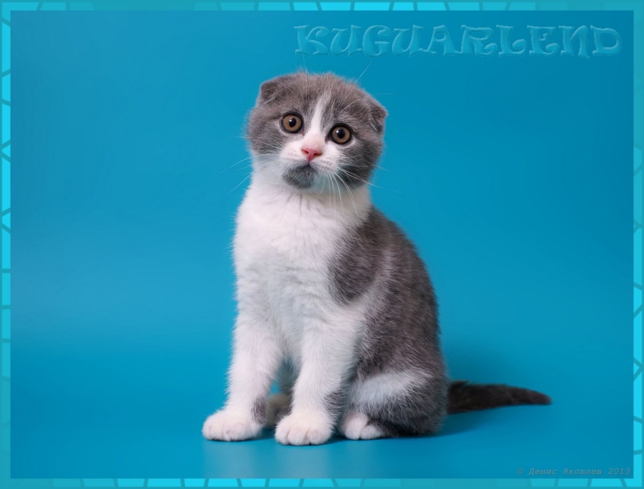 Скоттиш фолд биколор серый