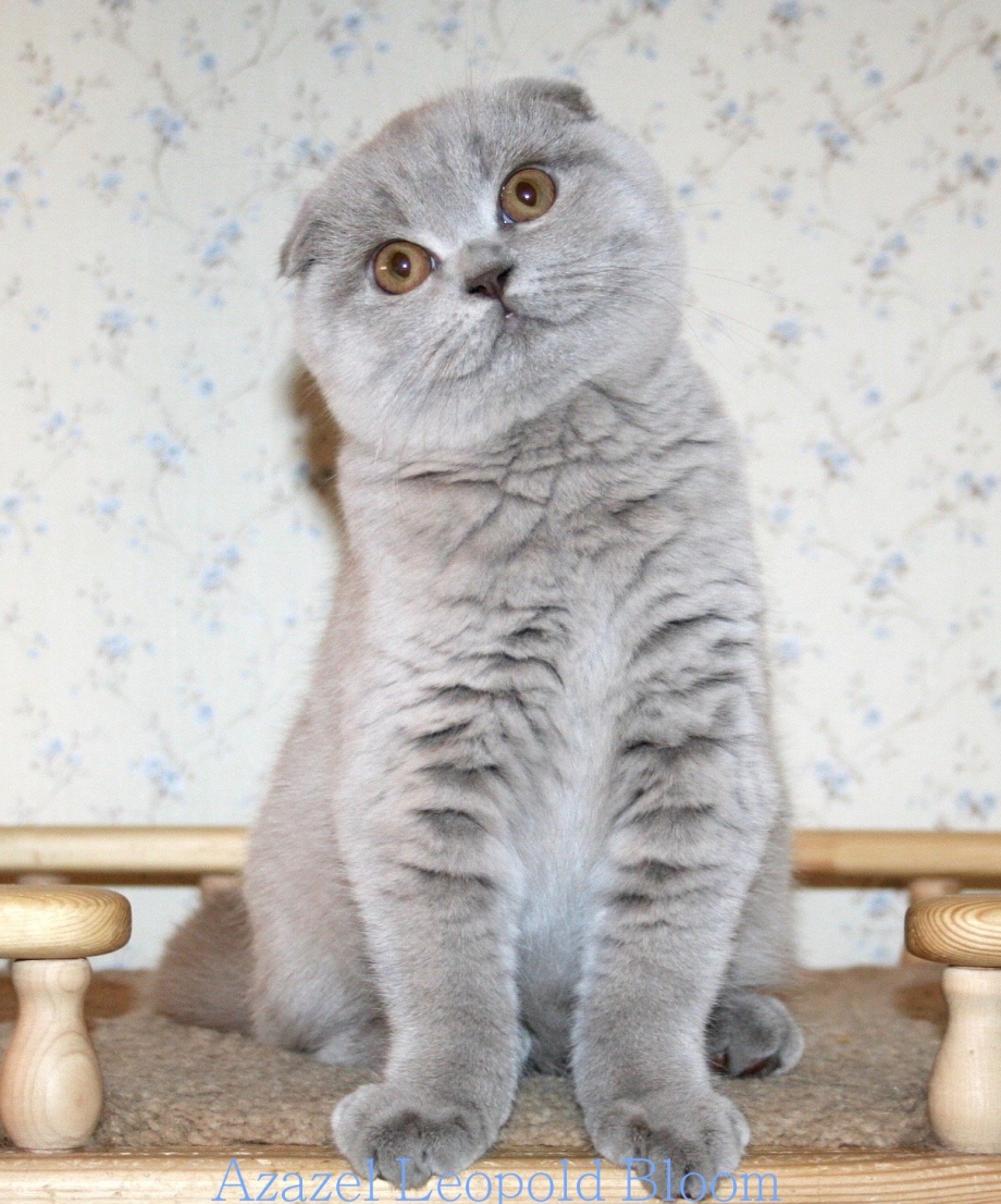 Скоттиш фолд лиловый