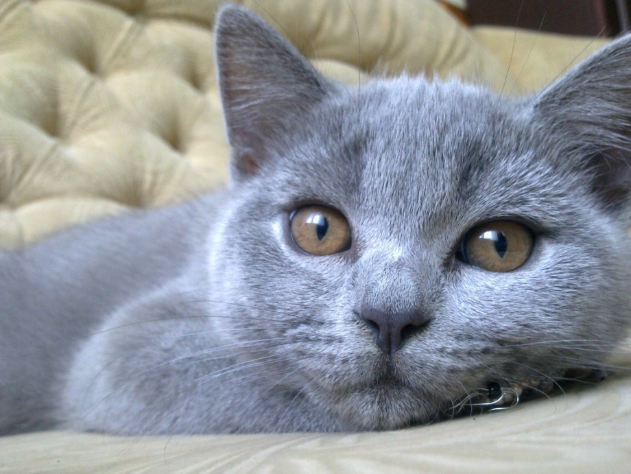Шотландская голубая кошка прямоухая