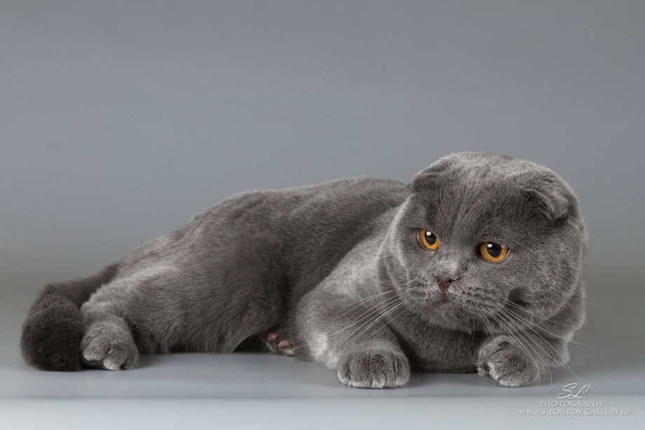Шотландская вислоухая кошка