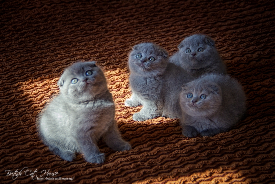 Клубные котята Шотландские вислоухие