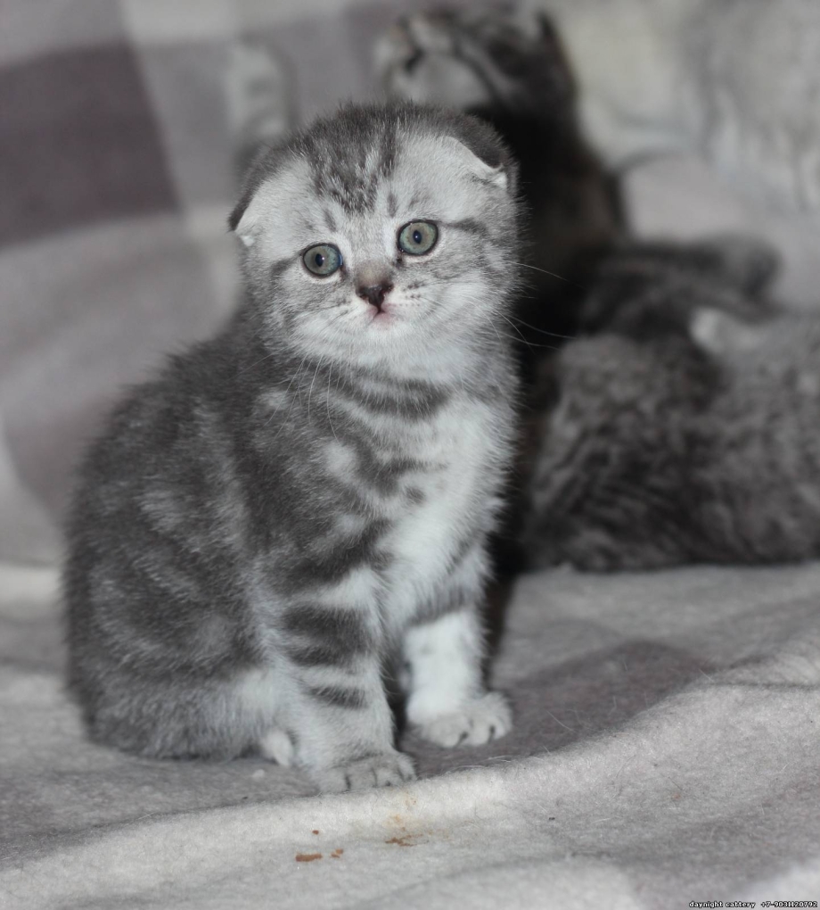 Шотландская котенок фолд вискас