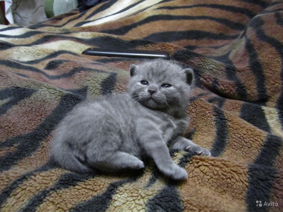 Серый котенок шотландец