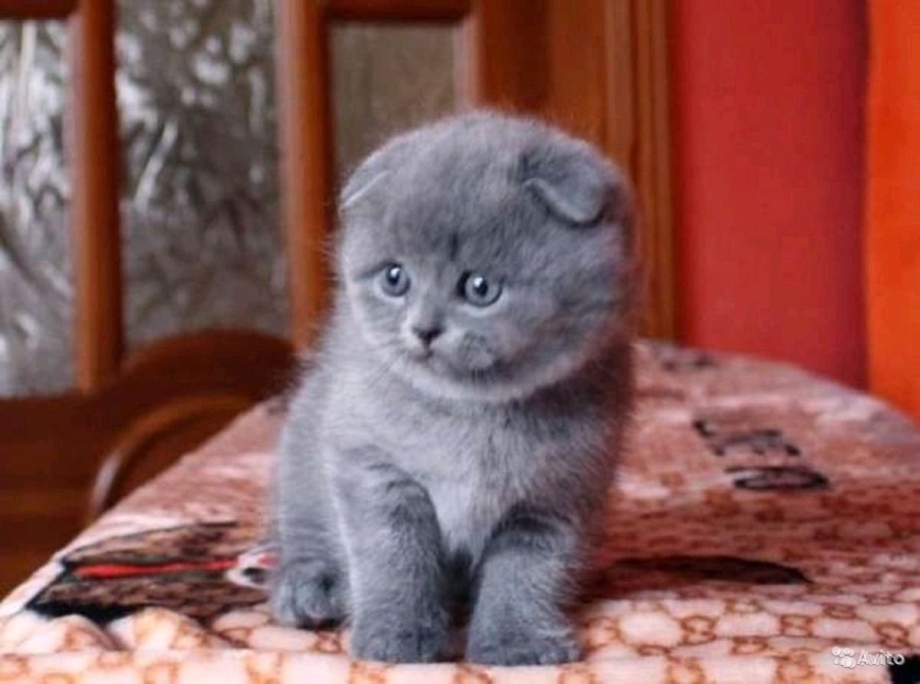 Шотландский вислоухий котенок голубой