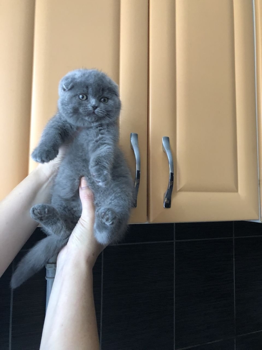 Скоттиш фолд голубой