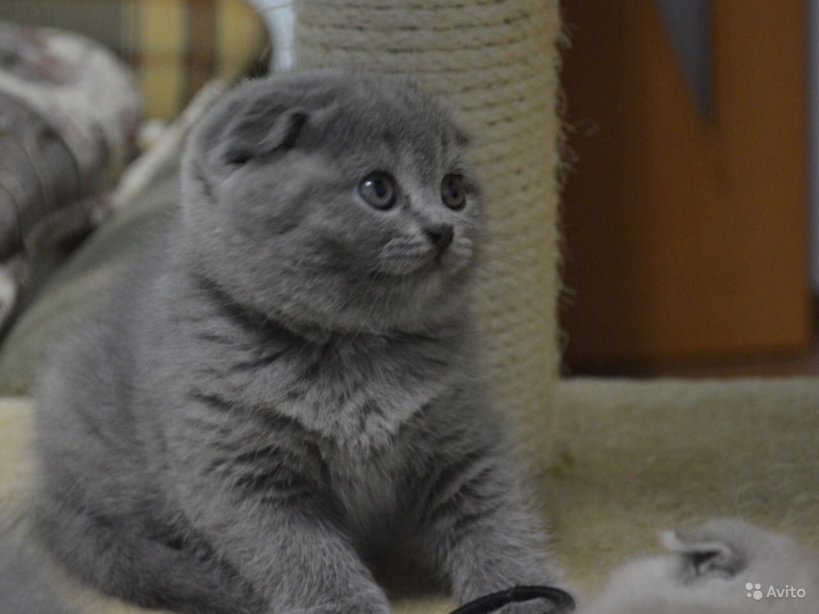 Скоттиш фолд голубой котенок