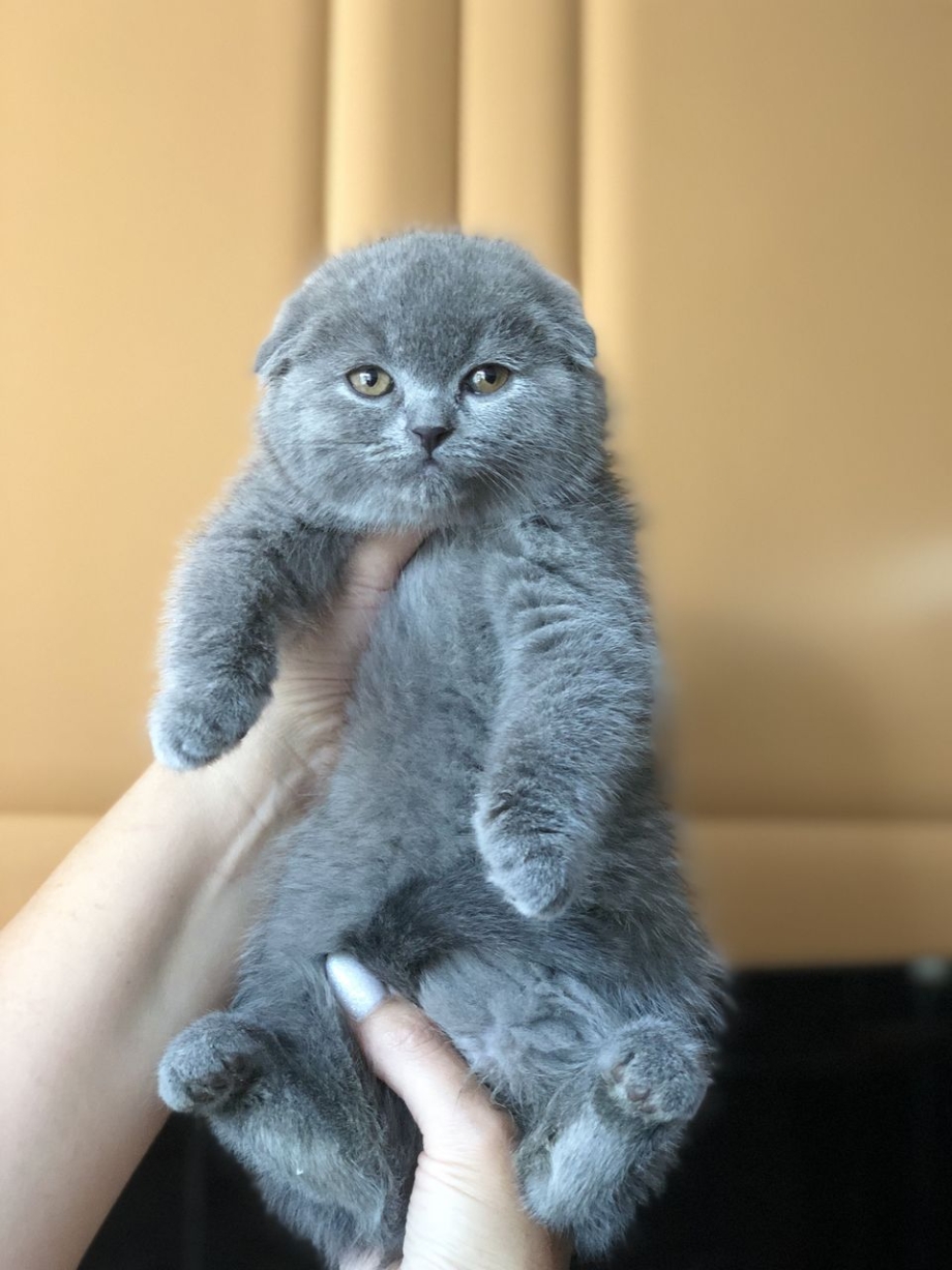 Шотландский вислоухий кот голубой