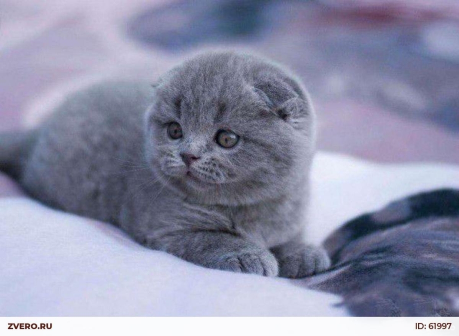 Шотландский вислоухий котенок голубой