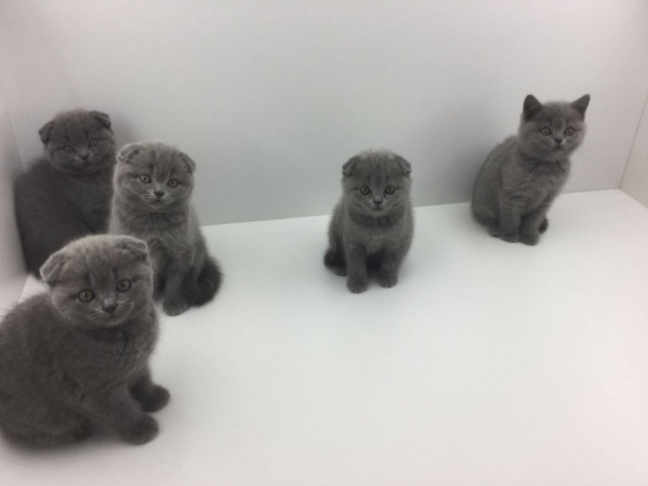 Шотландская вислоухая кошка котенок 2