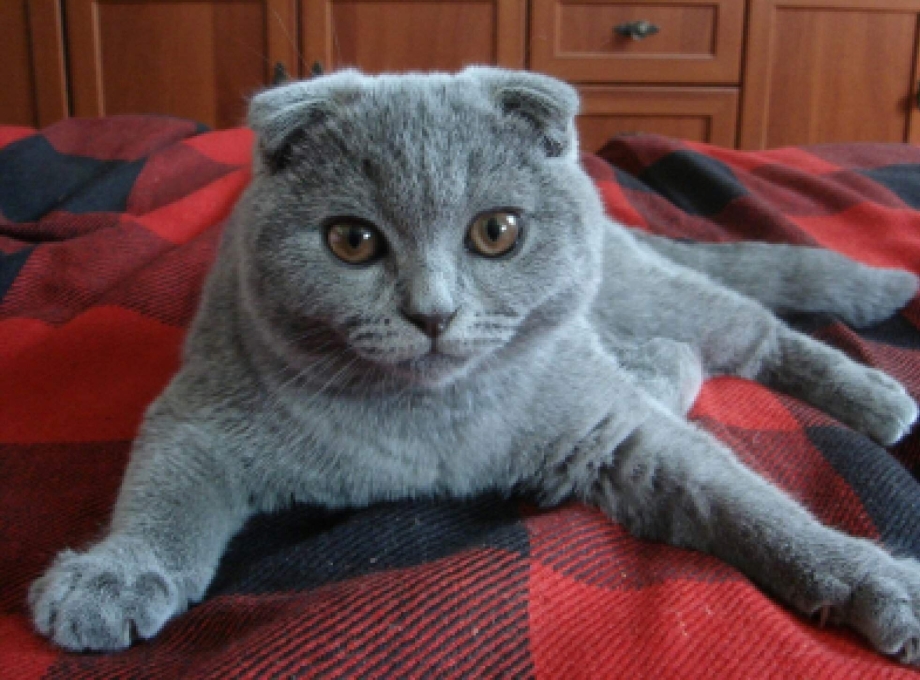 Британский кот вислоухий серый