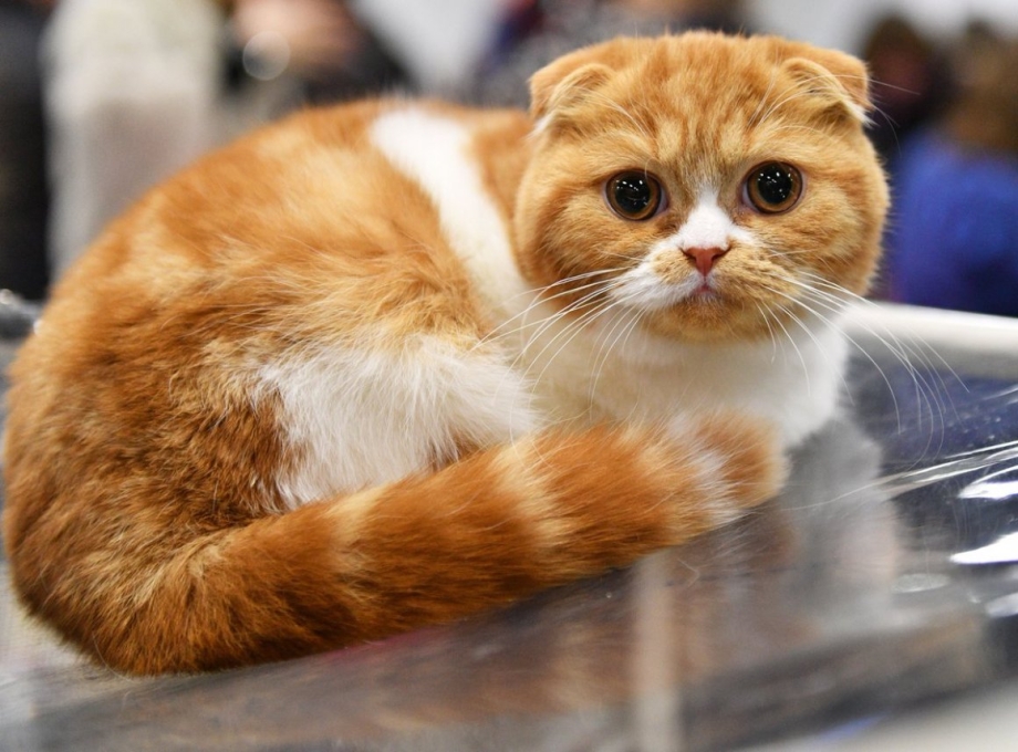 Скоттиш фолд Манчкин