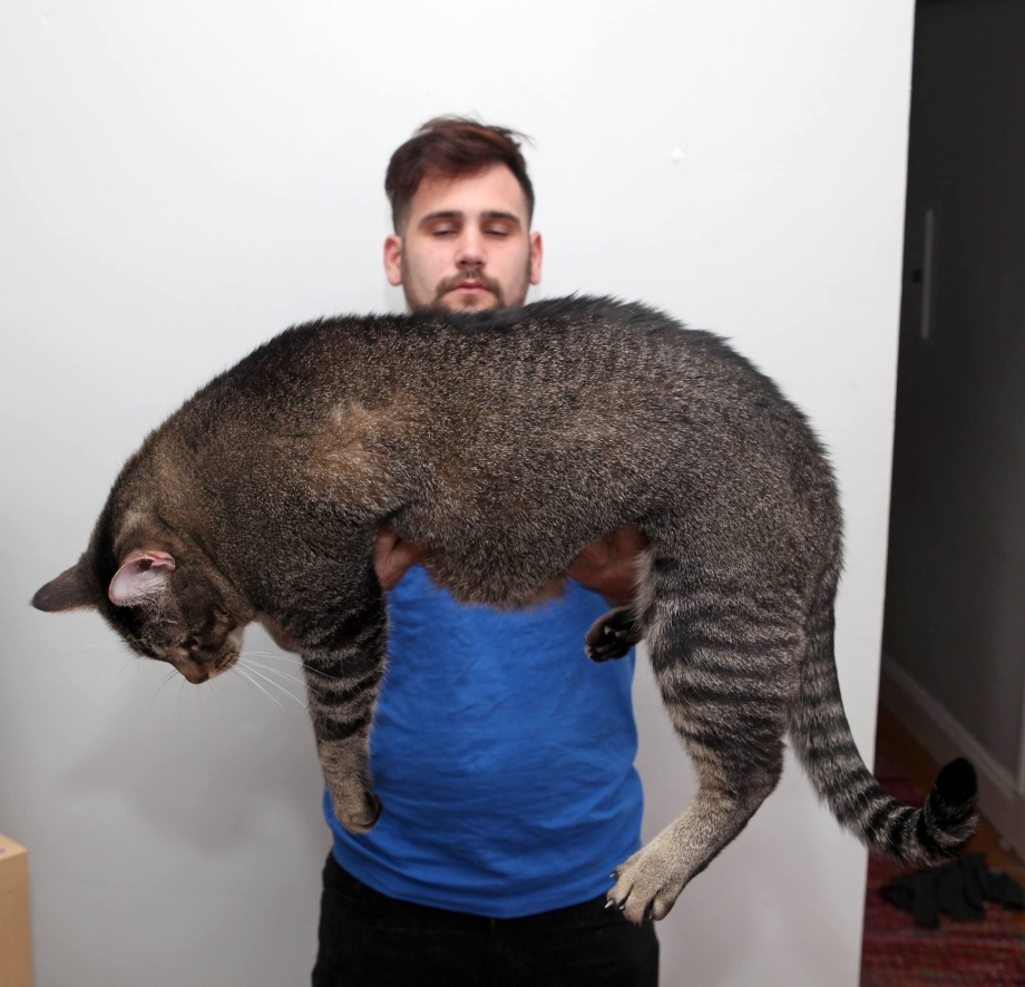 Гигантские кошачьи