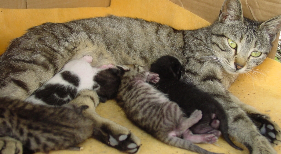 Кошка выкармливает котят