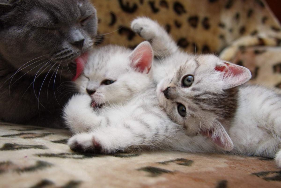 Котенок крошка