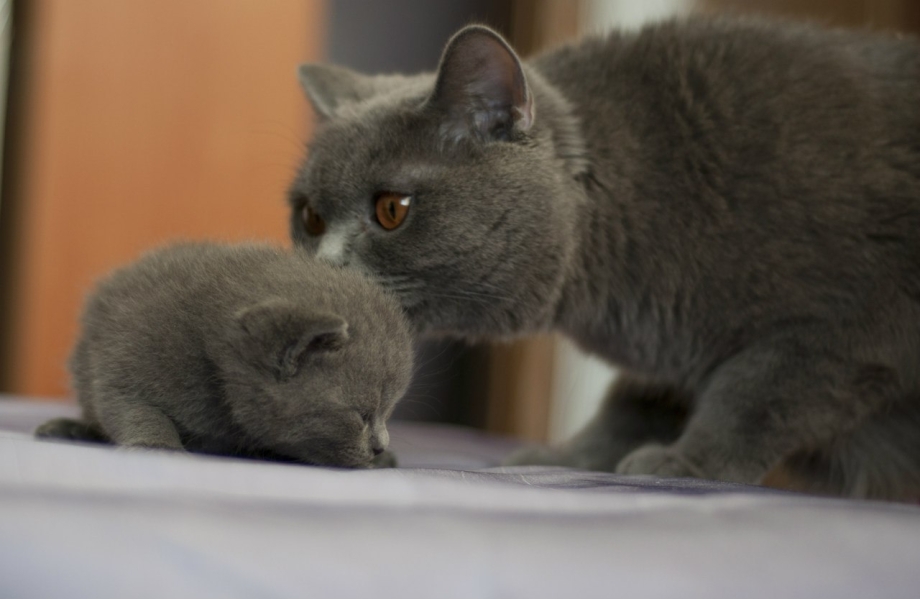 Кошка ухаживает за совенком