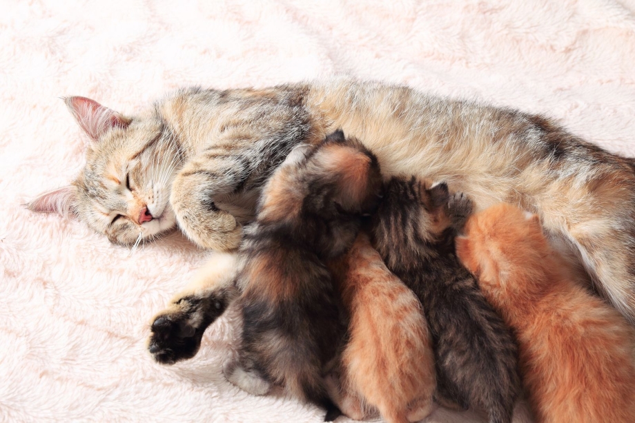 Кормящая кошка