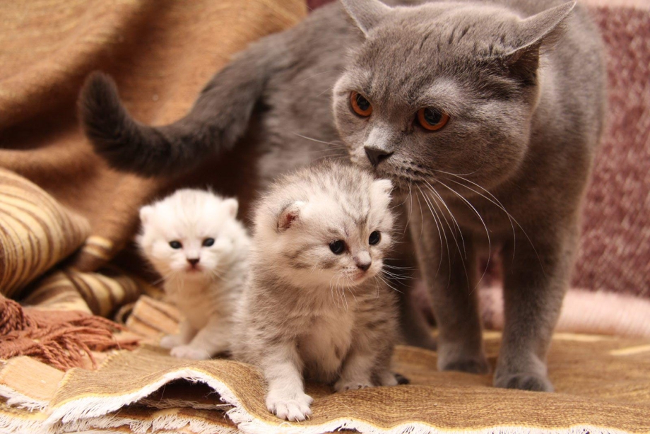 Картинки кошек и котят