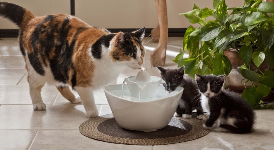 Миска для кота