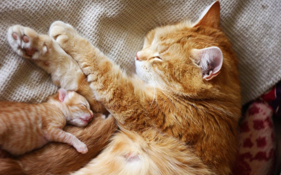 Рыжая кошка с котятами