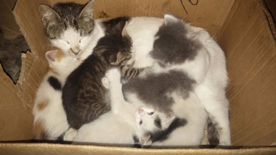 Кошечки и котята