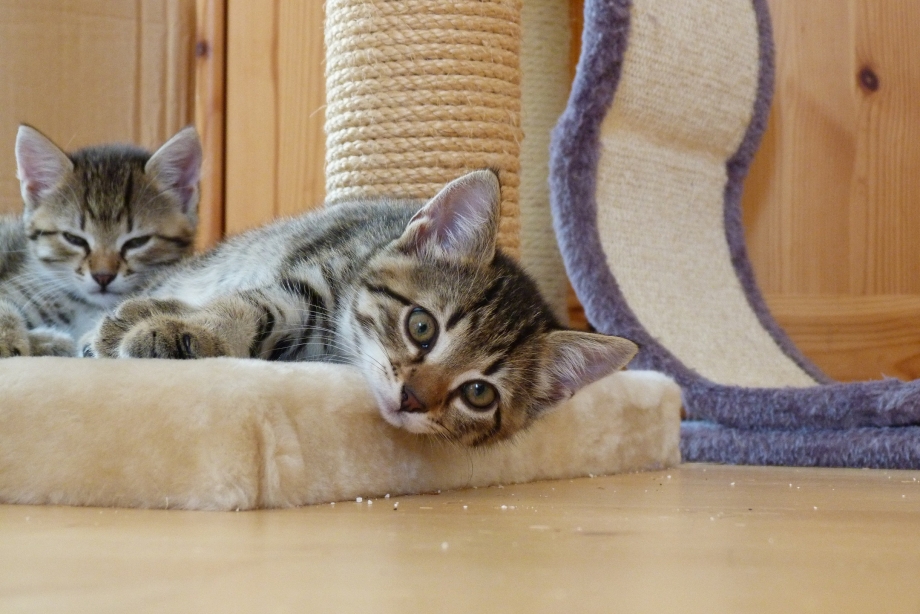 Домашний котенок