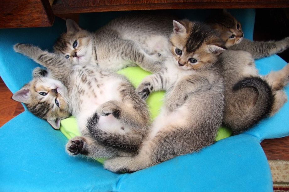 Кошка кормит котят