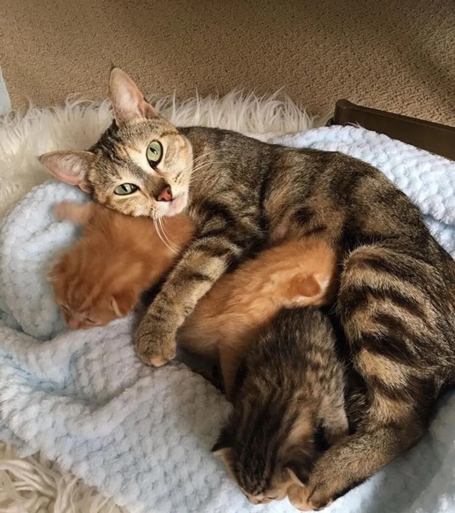 Котята с мамой