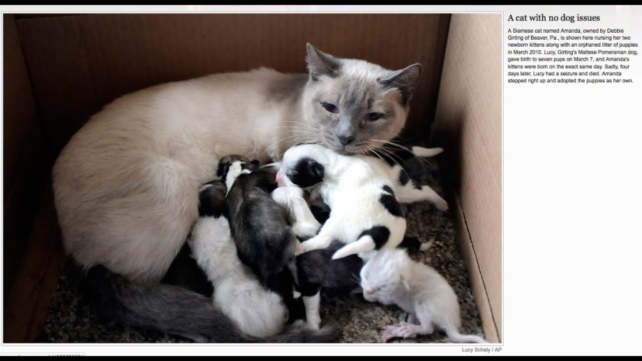 Новорождённые котята с кошкой
