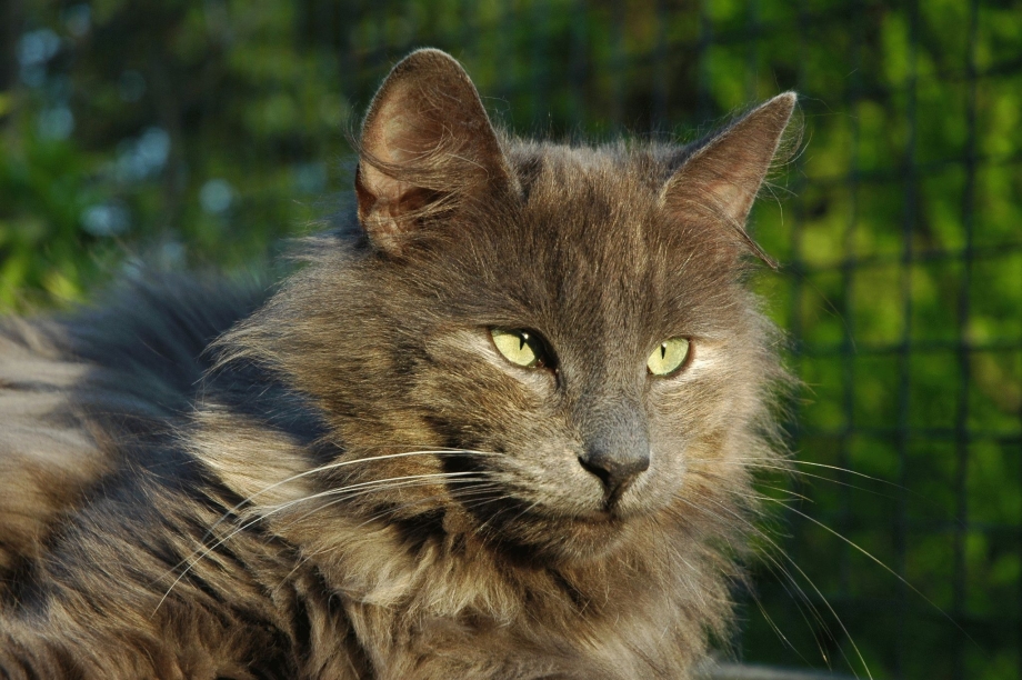 Норвежский Лесной кот