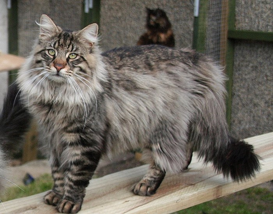 Норвежская Лесная кошка табби