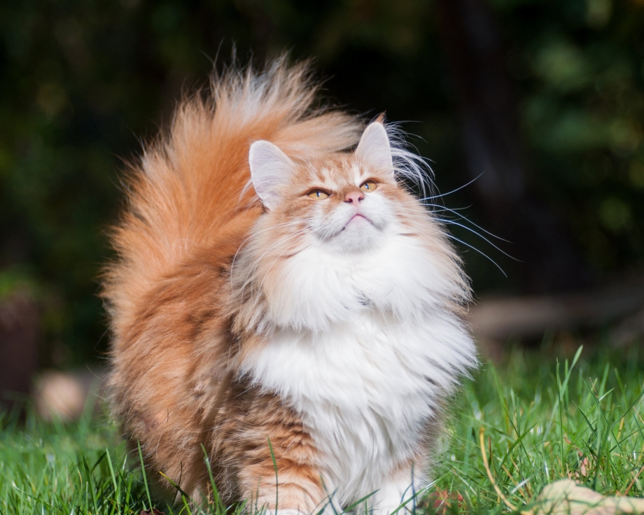 Норвежский Лесной кот рыжий