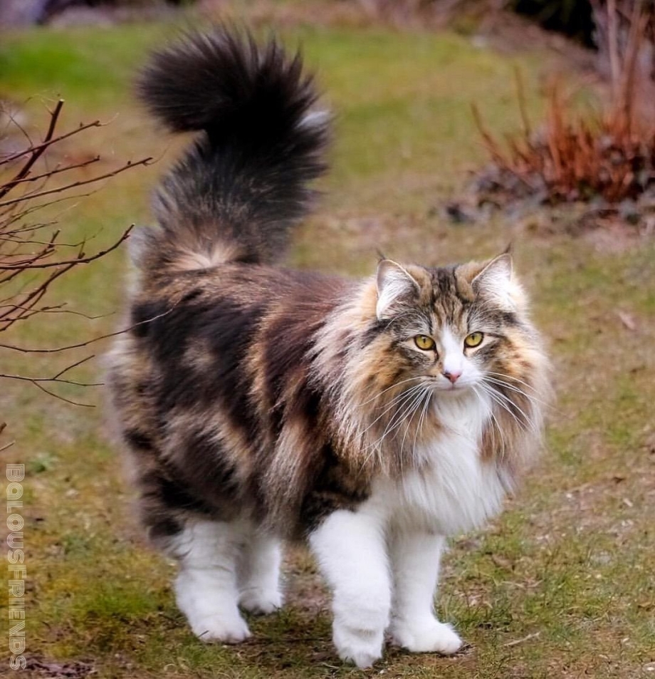 Норвежская Лесная кошка скоггкэт