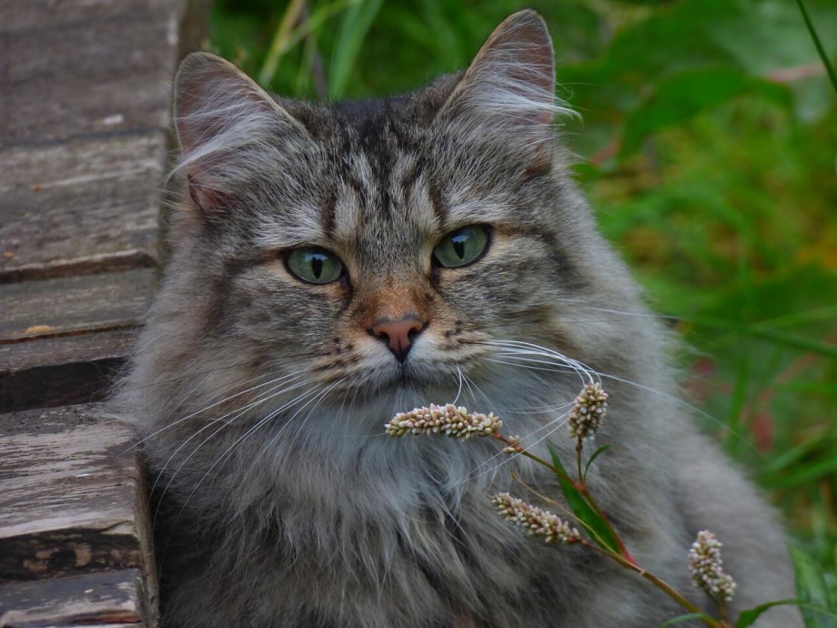 Норвежский Лесной кот