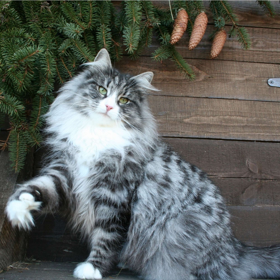 Норвежский Лесной кот серый