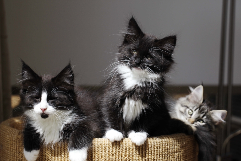 Норвежская Лесная кошка котята